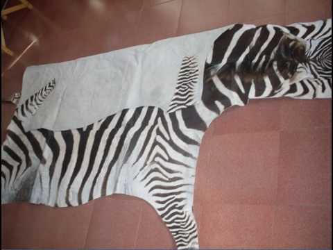 how to skin a zebra