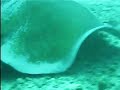 Huge Stingray Huge Stingray