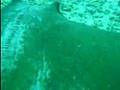 Huge Stingray