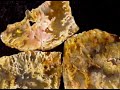 Agates