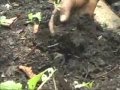 Food Forestry