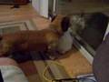 Wiener Dog Humping Rabbit