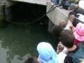 videos de Kegelrobbe Willi
