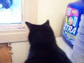 Nancy Today: A squirrel on the feeder board, Snowplow Nancy Today: A squirrel on the feeder board, Snowplow