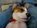 Lexi Sleeping