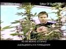 Green House Seed Co. Himalaya Gold Grow w/Russian Subtitles Green House Seed Co. Himalaya Gold Grow w/Russian Subtitles