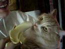 cat eating banana cat eating banana