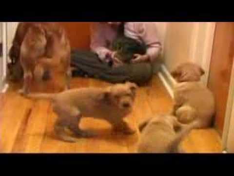 10 Puppies vs Cat (extended)