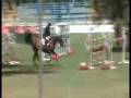 Parot Horses : Adventure Van Der Werf