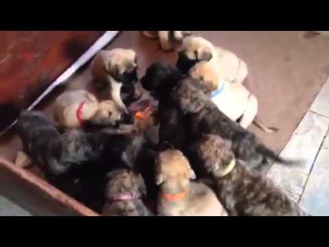 Mastiff puppies 6.5 weeks old