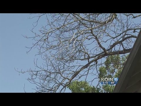 how to value a walnut tree