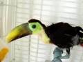 Toucan Bird