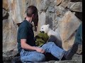 knut at berlin zoo
