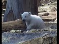 knut at berlin zoo