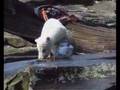 Knut at Berlin Zoo