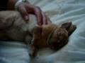 videos de Millie la coneja