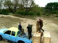 loslaten wisenten in duinen Kraansvlak