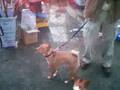 Basenji video