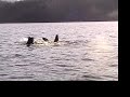 Vancouver Island - (1608)