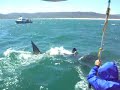 Great White shark rams boat
