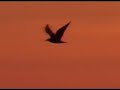 gulls gulls