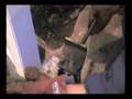 Sewer Line clogged with grease