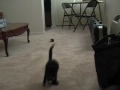 videos de Mel as a Kitten
