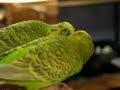 Budgie talking to reflection