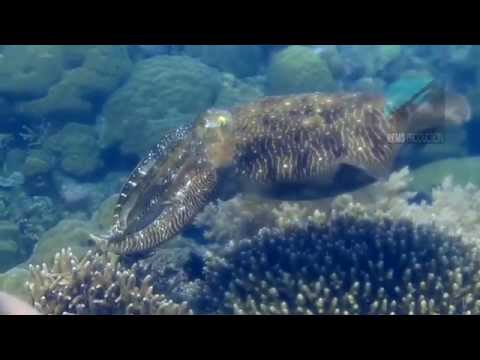 Underwater video of the dive site "Coral Garden" in Pandan Island, Mindoro, Philippines. Edited with