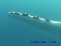 ルルツ島ザトウクジラ　rurutu Is． humpback whale　No．1