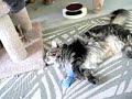 Maine Coon Cat has Catnip Attack