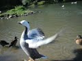 Geese and Ducks on the waters edge