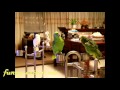 Parrot singing Chinese folk songs 