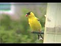 Eating in the Rain