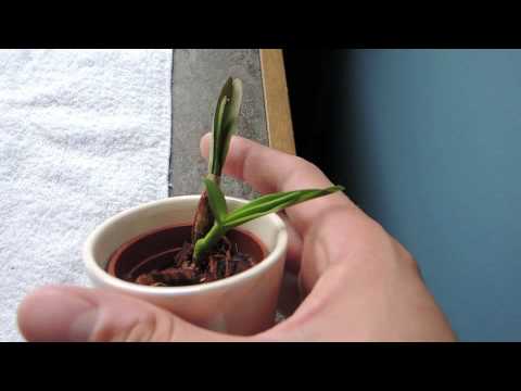 how to transplant dendrobium orchids