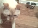 Cats and Flip Video