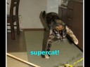 HILLARIOUS ANIMALS