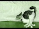 HILLARIOUS ANIMALS