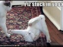 HILLARIOUS ANIMALS