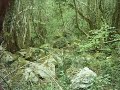 misterio en el naranco