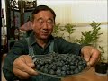 Korean Blueberries - part 1 Korean Blueberries - part 1