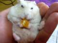 【癒しハムスター】みかんを食べる