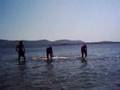 yaz ayvalik sarimsakli