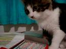 cat meets pencils