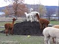 AlpacaExcitementAboutHill
