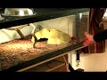 How to Set Up a Terrarium : How to Set Up Shelters in a Terrarium
