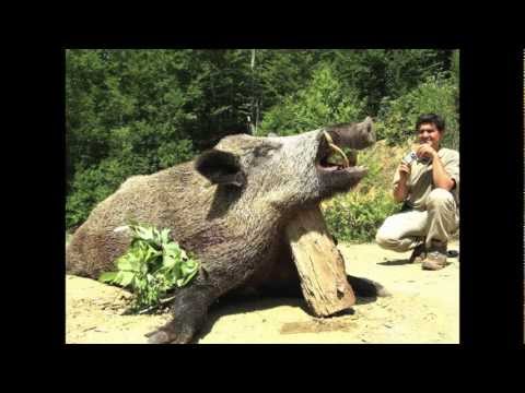boar