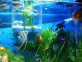 acuario alan castiblanco