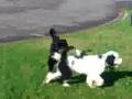 Porty Siblings Play