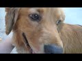 Introducing CINNAMON - the Golden Retreiver/Cocker boy!
